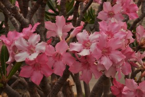 Adenium obesum ssp. socrotanum