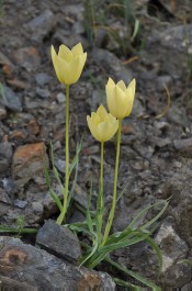 Tulipa batalinii