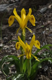 Iris bucharica (deep yellow form)