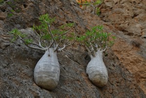 Dorstenia gigas