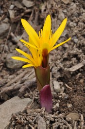 Colchicum luteum