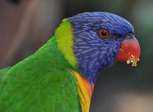 Rainbow Lorikeet (Trichoglossus haematodus moluccanus)