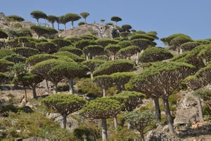 Dracaena cinnabari, Dragon's Blood Tree