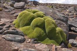 Azorella compacta