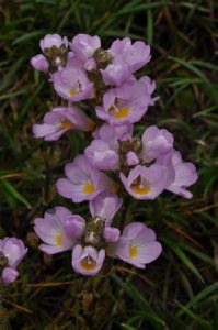 Euphrasia collina ssp. diversicolor