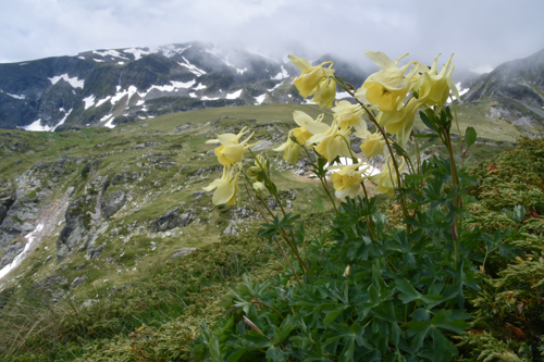 Aquilegia aurea