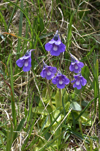 Pinguicula leptoceras