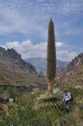 Puya raimondii