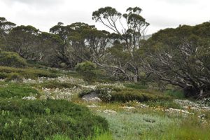 Celmisia pugioniformis (near Charlotte Pass)