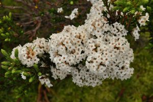 Epacris paludosa