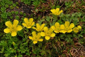 Ranunculus niphophilus