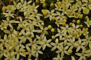 Stackhousia pulvinaris