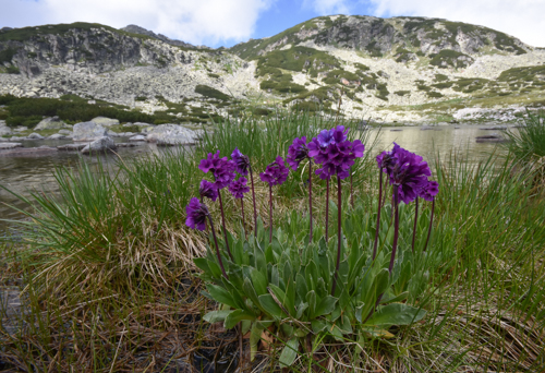 Primula deorum