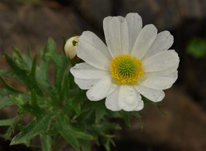 Ranunculus anemoneus