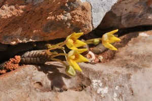 Socotrella dolichocnema