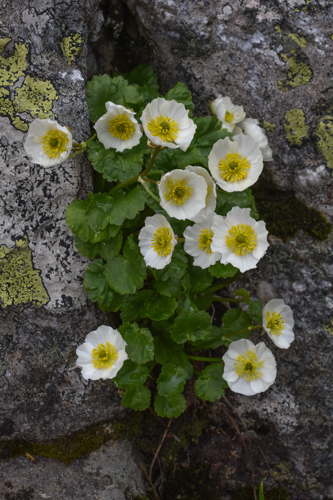 Ranunculus crenatus