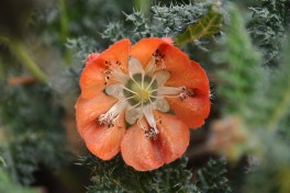 Caiophora pentlandii