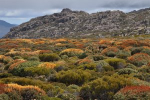 Ben Lomond, Richea scoparia