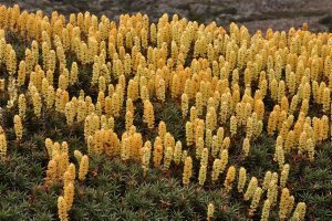 Richea scoparia