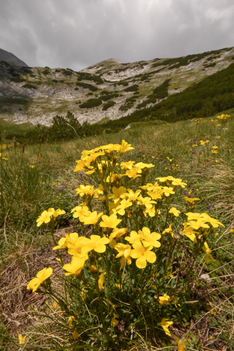 Linum capitatum