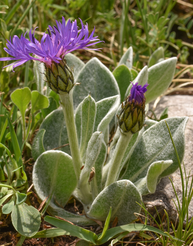 Centaurea achtarovii