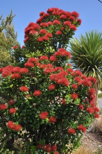 Metrosideros excelsa (Pohutukawa, NZ Christmas tree)