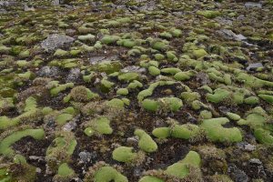  many cushions of Pterygopappus lawrencei