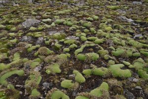  many cushions of Pterygopappus lawrencei