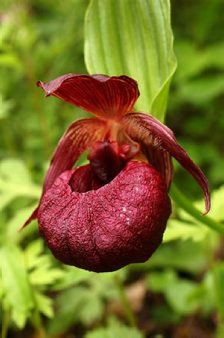 Cypripedium calcicolum 