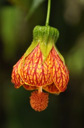 Abutilon peruvianum