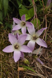 Gentianella ernestii