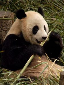 Giant Panda at Wolong