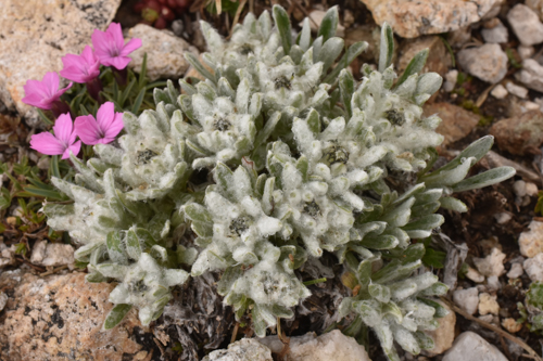 Leontopodium alpinum var. nivale (Pirin Form)