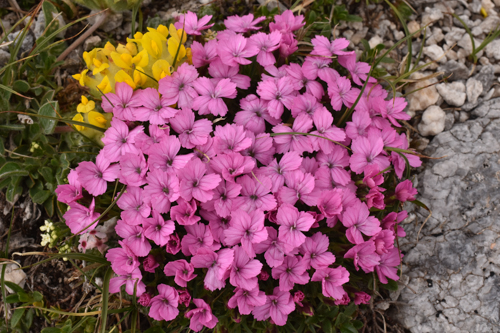 Dianthus microlepis