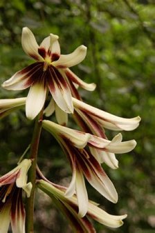 Cardiocrinum giganteum var. yunnanense