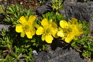 Ranunculus sericophyllus