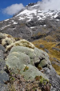 Raoulia buchananii