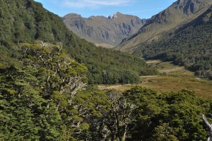 view near Mt. Burns