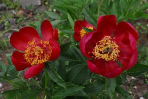 Paeonia pelegrina