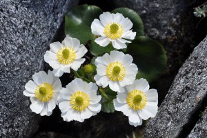 Ranunculus lyalli