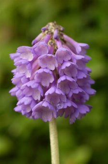 Primula cernua