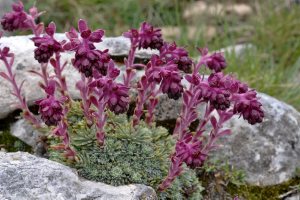 Saxifraga sempervivum