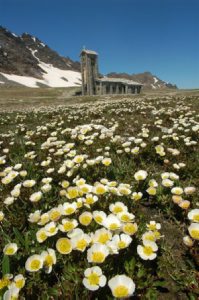 Ranunculus glacialis Col d L Iseran