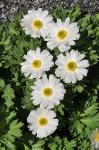 Ranunculus buchananii