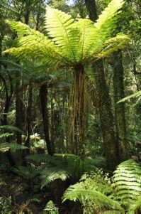 NZ tree fern