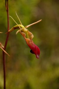 Cryptostylis subulata (Tongue Orchid)