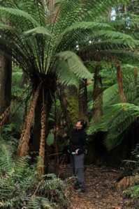 Dicksonia antarctica