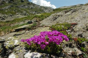 Primula pedemontana