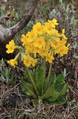 Primula calderiana var. strumosa