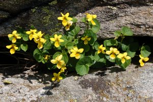 Viola biflora